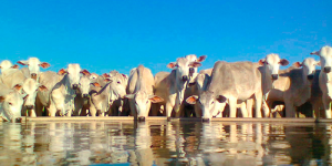Gado bebendo água