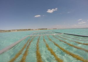 cultivo de algas de água quente