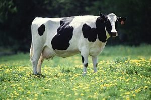 vaca