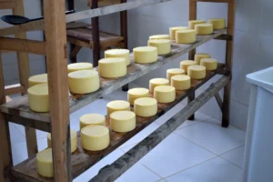 queijos em maturação